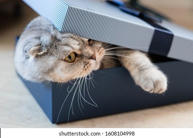 Cute Funny Fat Cat In Christmas Gift Box.