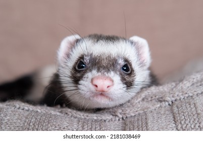 4,426 Funny ferret Images, Stock Photos & Vectors | Shutterstock