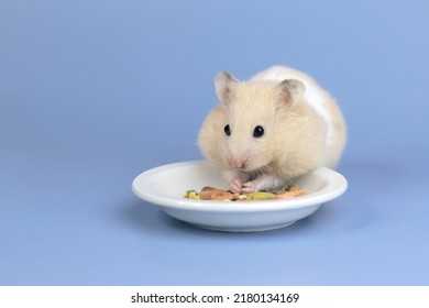 Cute and funny fluffy Syrian hamster stuffed food in his cheeks. Home favorite pet. Place for text - Shutterstock ID 2180134169