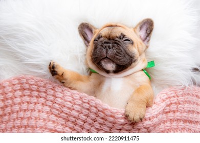 cute funny  French bulldog puppy sleeps on a blanket top view - Powered by Shutterstock