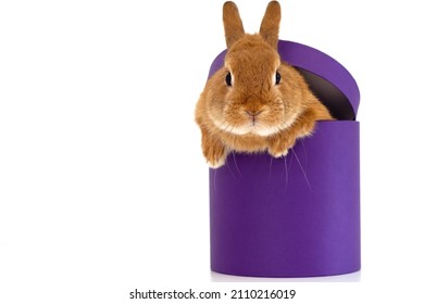 Cute funny ginger decorative bunny,pygmy squirrel rabbit sitting in very peri,purple gift box of cylinder shape,looking at camera on white background.Copy space.Pet,animal as present for holiday.