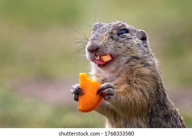 Cute Gopher Proximity On Summer Meadow Stock Photo 1767582701 ...