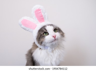 Cute Funny Gray Cat In Bunny Ears Sits On A White Background. Cat In Suit For Easter.