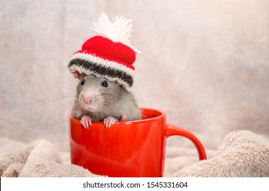 mouse hats