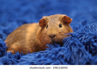 Cute And Funny Guinea Pig