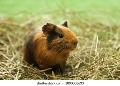 Cute Funny Guinea Pig And Hay Outdoors, Closeup