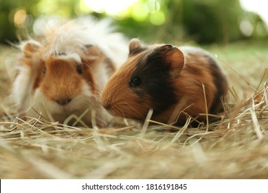 Cute funny guinea pigs and hay outdoors, closeup