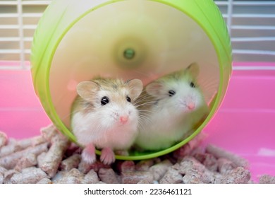 cute funny hamsters on a wheel - Shutterstock ID 2236461121