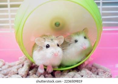 cute funny hamsters on a wheel - Shutterstock ID 2236509819