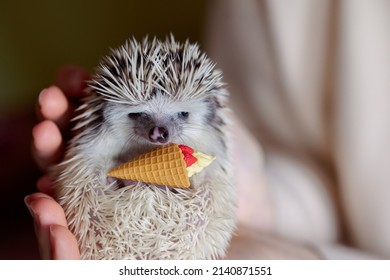 Cute funny hedgehog holds ice cream cone toy in its paws. Portrait of pretty curious muzzle of animal. Favorite pets. Atelerix, African hedgehogs. High quality photo