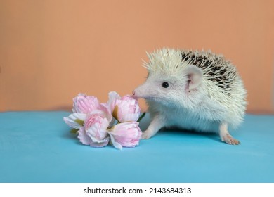 Cute funny hedgehog smells flowers. Treating seasonal allergies. Allergy to animals and flowering. Scent restoration. High quality photo