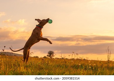 Cute but funny hungarian vizsla dog playing fetch on a sunny autumn day. Vizsla jumping in the air to catch large green ball.