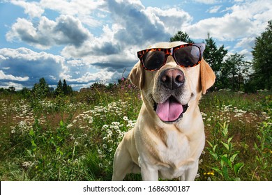 Cute funny imposing yellow Labrador Retriever dog in sunglasses standing in grass on green meadow against blue cloudy sky with bright sun