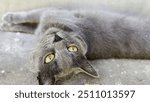 Cute funny kitten lying on back and relaxing at concrete path. Pretty gray kitty looking into camera outside. Beautiful cat resting outdoor. Concept of adorable domestic animal. Close up