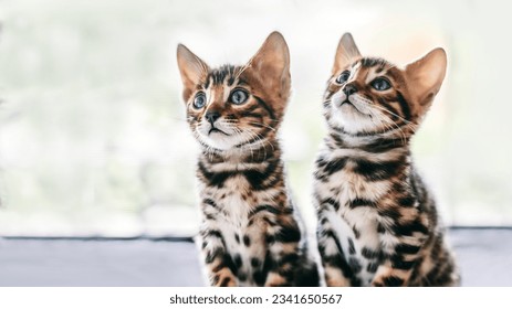 Cute funny kitten playing. Adorable cats standing in front of the camera. Cute kitten playing together. Little funny pets cat kitten playing on a window in the morning sunlight. Red pet portrait. - Powered by Shutterstock