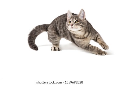 Cute Funny Kitten Running Around On White Background