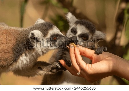 Cute and funny lemurs in the zoo eating fruit from the hands of the carer woman. Lemur catta