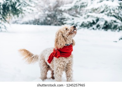 Cute And Funny Little Dog With Red Scarf Playing And Jumping In The Snow. Happy Puddle Having Fun With Snowflakes. Outdoor Winter Happiness.