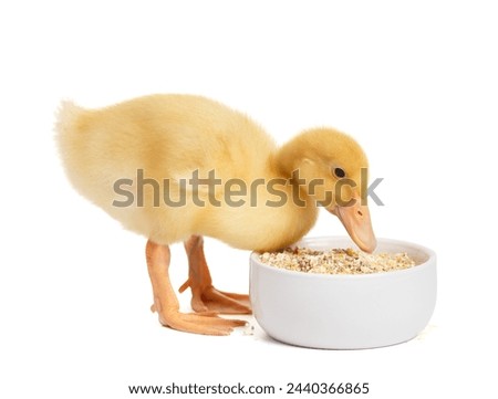 Cute funny little duckling eats food from a bowl on a white background. Young poultry, advertising for poultry feed.