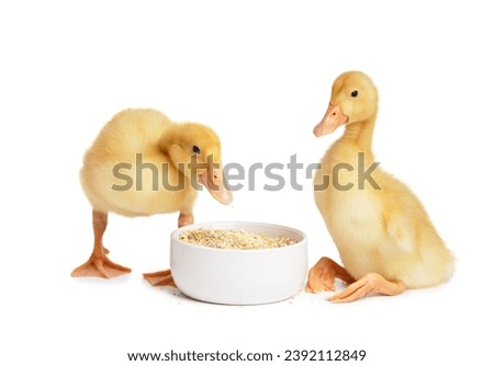 Cute funny little ducklings eat food from a bowl on a white background. Young poultry, advertising for poultry feed.