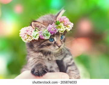 Cute funny little little kitten crowned with a chaplet of clover