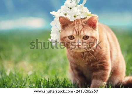 Cute funny little kitten crowned with a flowers chaplet  
