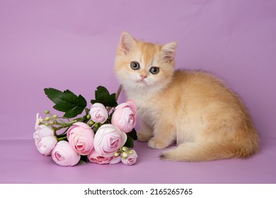 cute, funny little kitten with a flower on a purple background - Shutterstock ID 2165265765