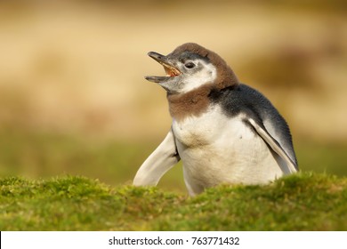 Cute And Funny Looking Gentoo Penguin Chick Calling For Attention, Falkland Islands. Baby Animals.