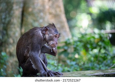 Cute funny monkey bathing in the pool in Monkey Forest in Ubud, Bali, Indonesia