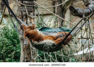 Cute funny orangutan with red fur having a rest in ZOO. Exotic wild animal sleeping in swing. Adult male of Sumatran orangutan.Endangered monkey.