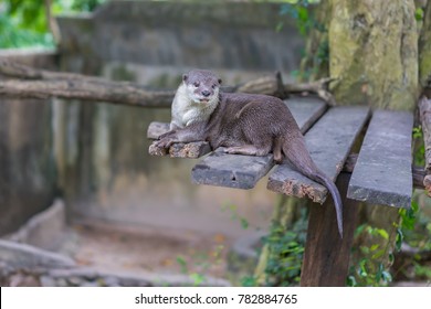 Cute Funny Otter At A Zoo.