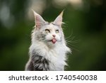 cute and funny portrait of a white maine coon cat sticking out tongue outdoors in nature