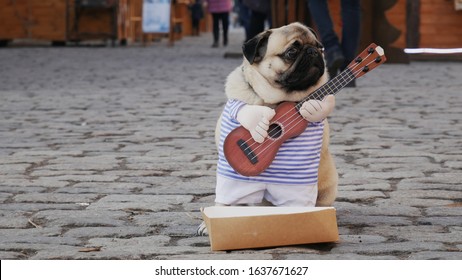 Cute funny pug dog earning with playing music wearing in costume with guitar on the city street, passerby throws money in a box, people on background