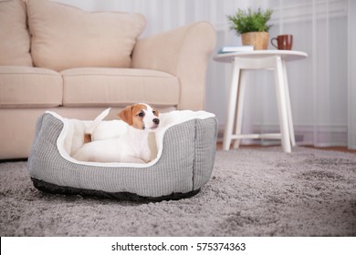 Cute funny puppy in dog bed at home
