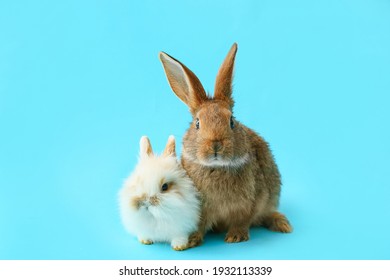 Cute funny rabbits on color background