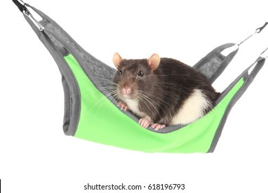 Cute Funny Rat Hammock On White Stock Photo 618196793 | Shutterstock