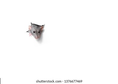 Cute Funny Rat Looking Out Of Hole In White Paper. Pet - Hand Ram Dambo.