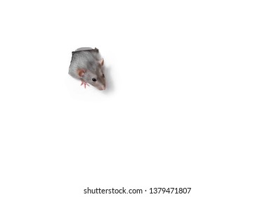 Cute Funny Rat Looking Out Of Hole In White Paper. Pet - Hand Ram Dambo.