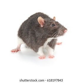 Cute Funny Rat On White Background Stock Photo 618197843 | Shutterstock