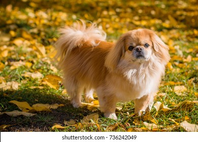 Cute and funny red light pekingese dog in autumn park playing with leaves and joyful. Best human friend. Pretty mature dog in garden around sunlight