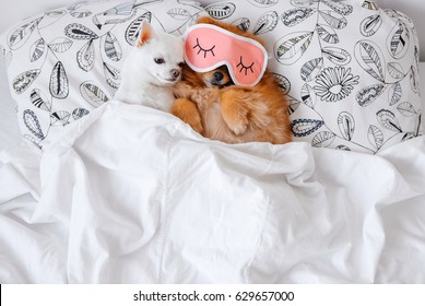 804 Good night sleep puppy Images, Stock Photos & Vectors | Shutterstock