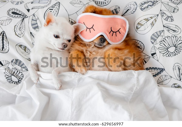 毛布で覆われたソファーの枕の上にチワワの男と一緒に寝ている 可愛くて面白い 赤いポマニア人の女性の子犬 おやすみ 素敵なカップル 犬は休んでいる ペット 愛 動物 の写真素材 今すぐ編集