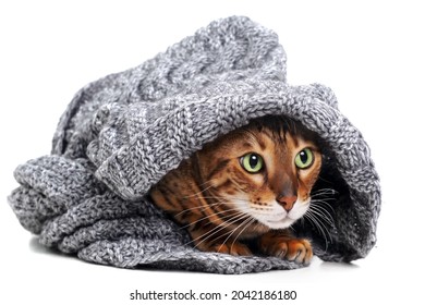 Cute funny scared cold beautiful ginger bengal cat covered with knitted scarf on white background.Shy,frightened domestic animal.Homeless pet and fear or games concept.
