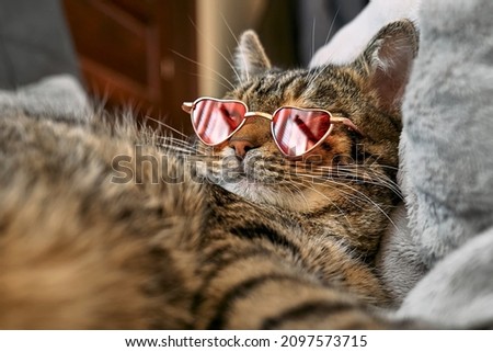 Cute funny tabby cat, wearing pink sunglasses a shape of heat, sleeping on couch on big pillow. Dressed pets. Pets like human. Valentine's day.