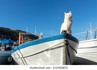 Cute Funny White Street Skipper Cat Enjoy Warm Summer Sun Light Sitting On Vintage Wooden Sailing Boat At Village Marina On Bright Summer Day. Funny Pet On Fishing Sailboat Vessel. Travel Concept