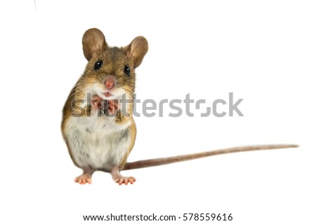 Cute Funny Wood mouse (Apodemus sylvaticus) with curious cute brown eyes looking in the camera on white background