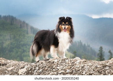 Cute, fur black white tricolor shetland sheepdog, small collie  outdoor portrait on big rock on summer time. Sheltie on a big stone with background of forest and beautiful mountains, hills