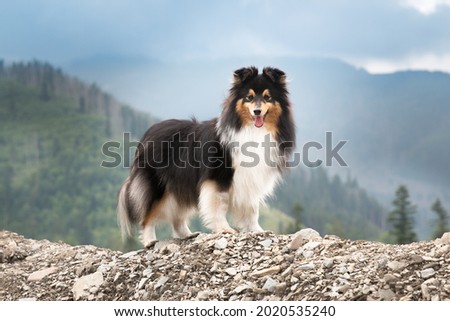 Cute, fur black white tricolor shetland sheepdog, small collie  outdoor portrait on big rock on summer time. Sheltie on a big stone with background of forest and beautiful mountains, hills