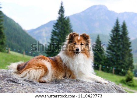 Cute, fur sable white shetland sheepdog, small collie lies outdoors on big rock on summer time. Sheltie lies on a big stone with background of forest and polish low Tatry mountains