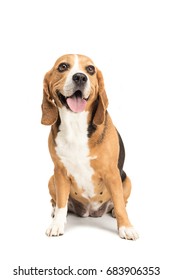 cute furry beagle dog sitting isolated on white       - Shutterstock ID 683906353